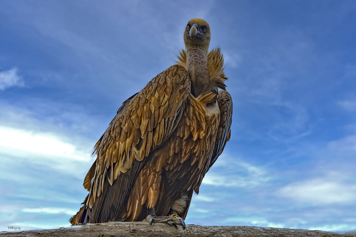 In all its glory - Shmual & Vika Retro In all its glory - Shmual & Vika Retro