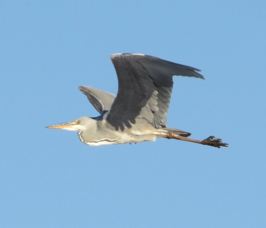 Летящая цапля - Андрей Снегерёв