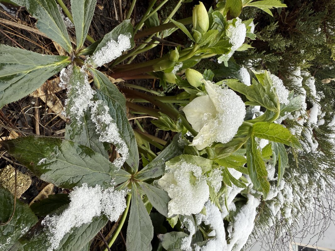 Морозник в снегу - Валентина .