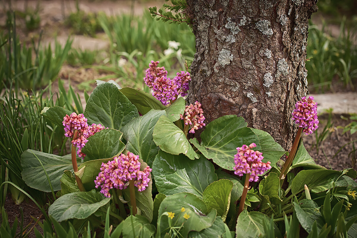 Зарисовка из ботанического сада. - Лилия *