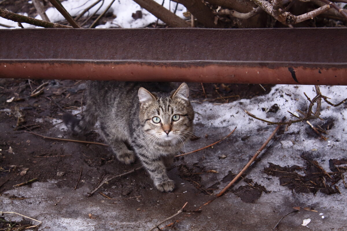 ... - Александр Кольцов