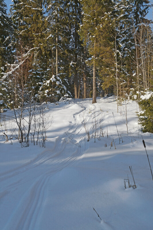 В зимний лес - Сергей Ц