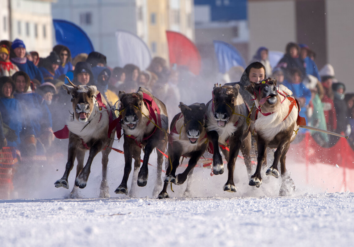 День оленевода - Виктория День оленевода - Виктория