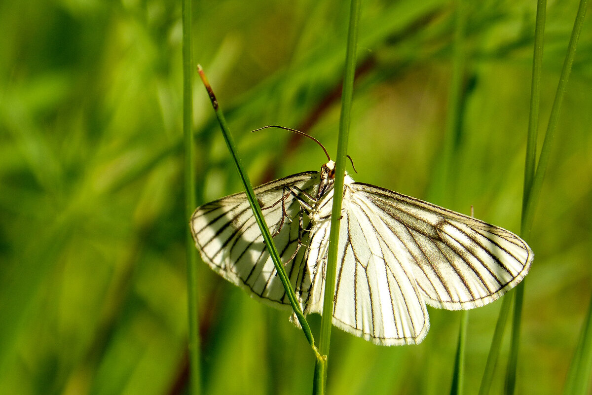 опять про бабочек 388 - Александр Прокудин опять про бабочек 388 - Александр Прокудин