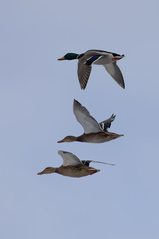 *** - Сергей Брюшинин *** - Сергей Брюшинин