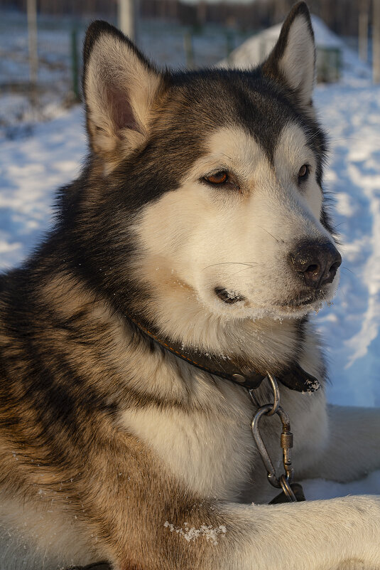 Ярик. - leff Postnov Ярик. - leff Postnov