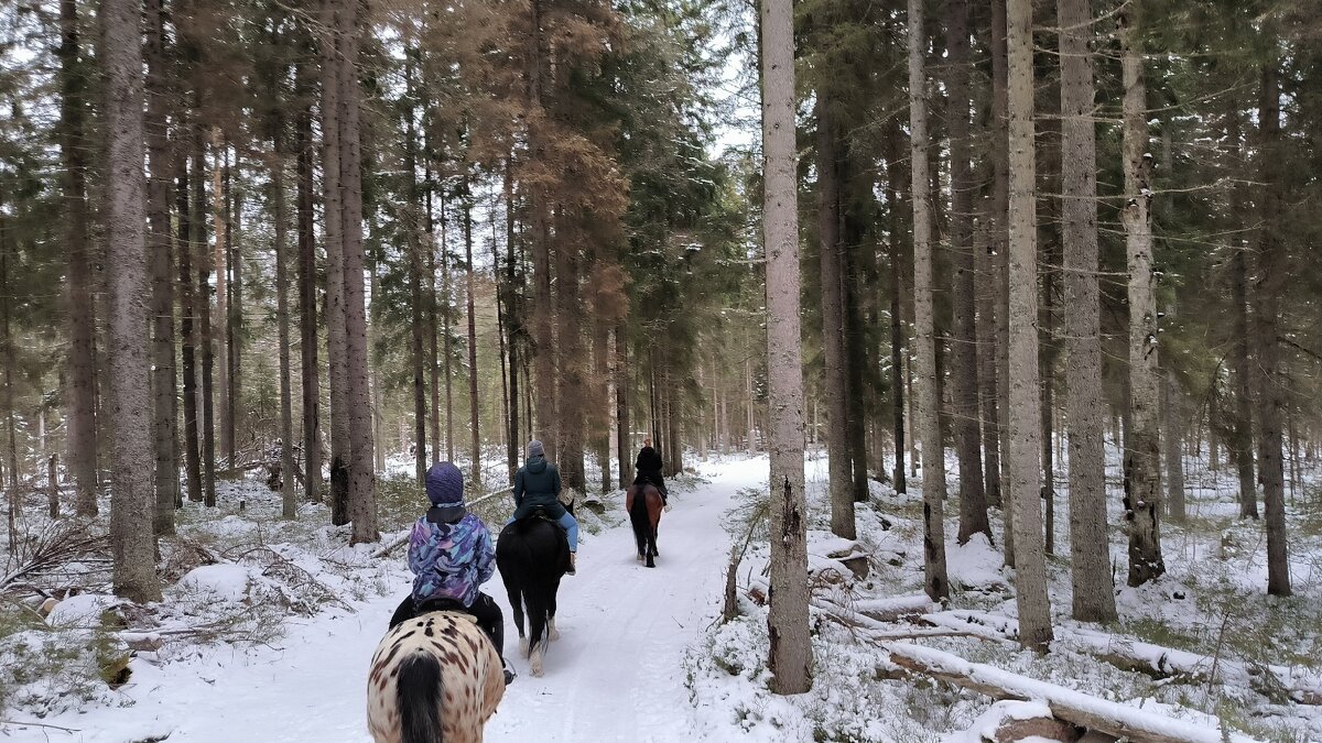 Лесная прогулка. - Ольга Лесная прогулка. - Ольга
