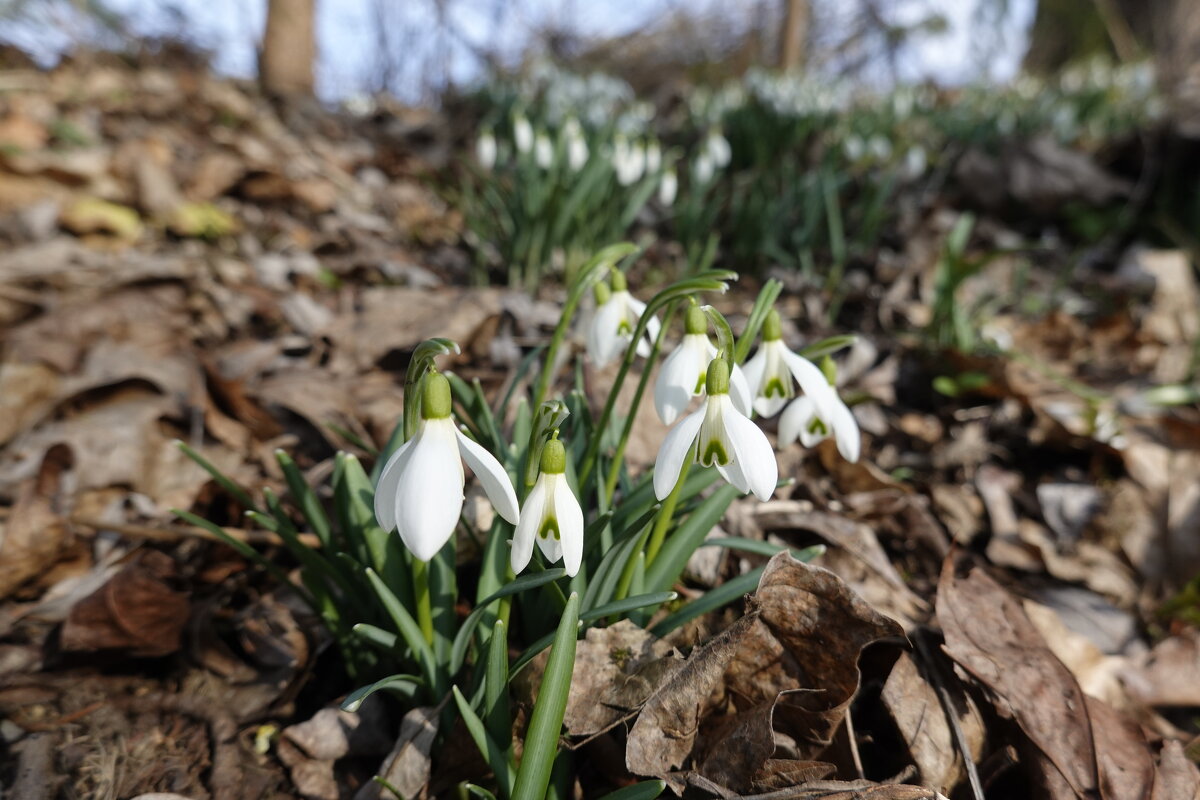 "Кружит ветра тёплая волна, Небо лучезарно блещет солнцем. К нам пришла февральская весна! ...& - Галина 