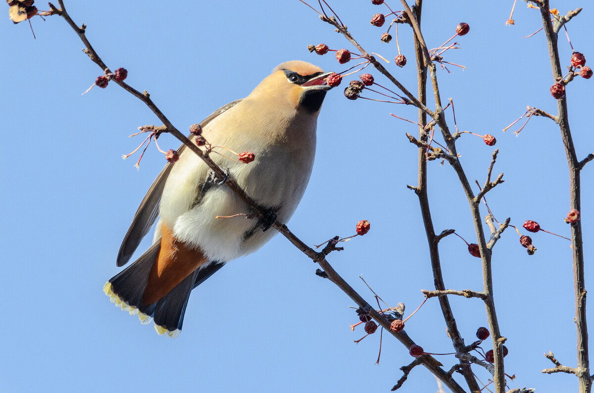Свиристель. - Виктор Иванович Чернюк Свиристель. - Виктор Иванович Чернюк
