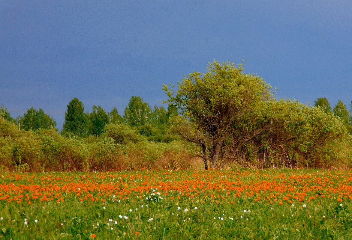 Майский пейзаж. - nadyasilyuk Вознюк Майский пейзаж. - nadyasilyuk Вознюк