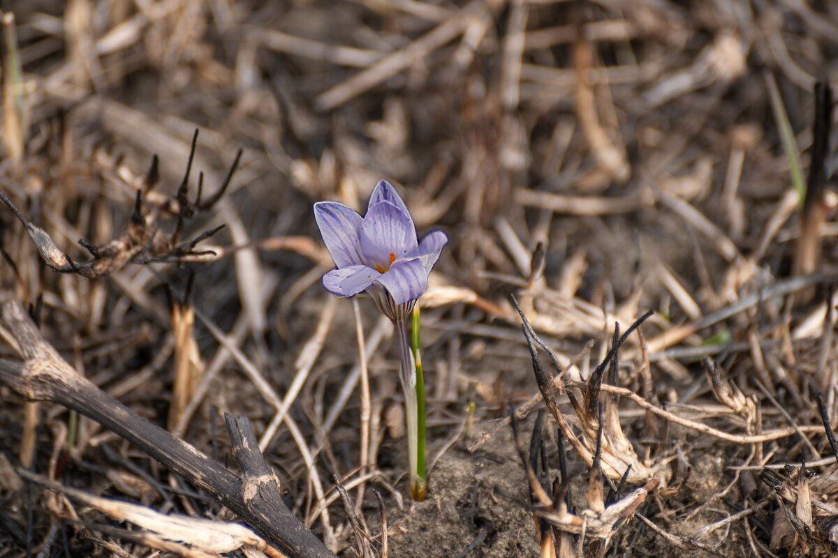 Шафран сетчатый или крокус - Игорь Сикорский Шафран сетчатый или крокус - Игорь Сикорский