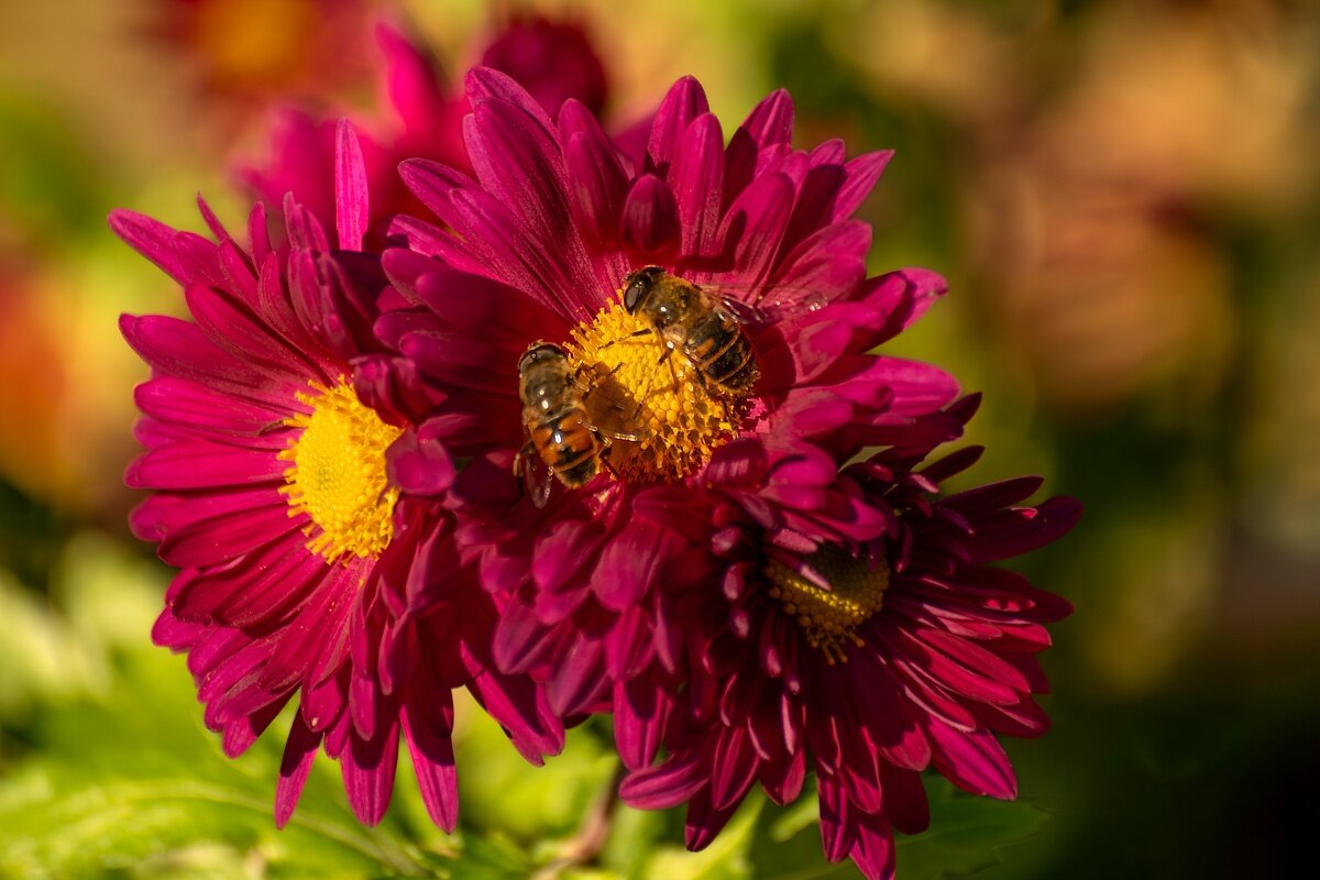 Изображения осенних хризантем с пчелами на цветах - Игорь Сикорский Изображения осенних хризантем с пчелами на цветах - Игорь Сикорский