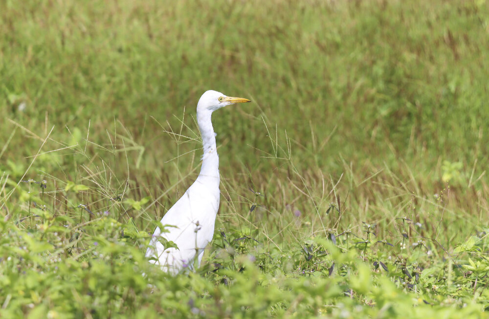 Цапля - Галина Ильясова
