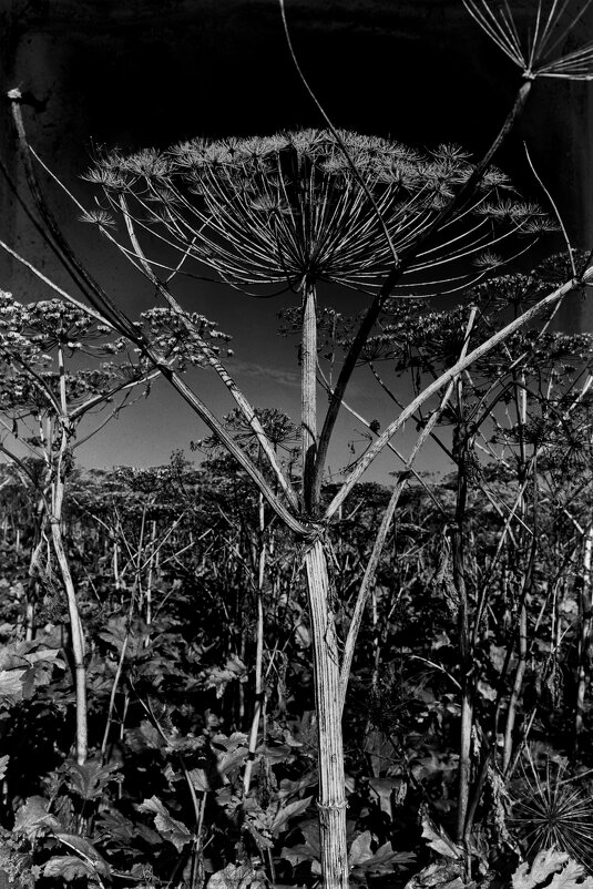 Название отсутствует - Денис Безногов