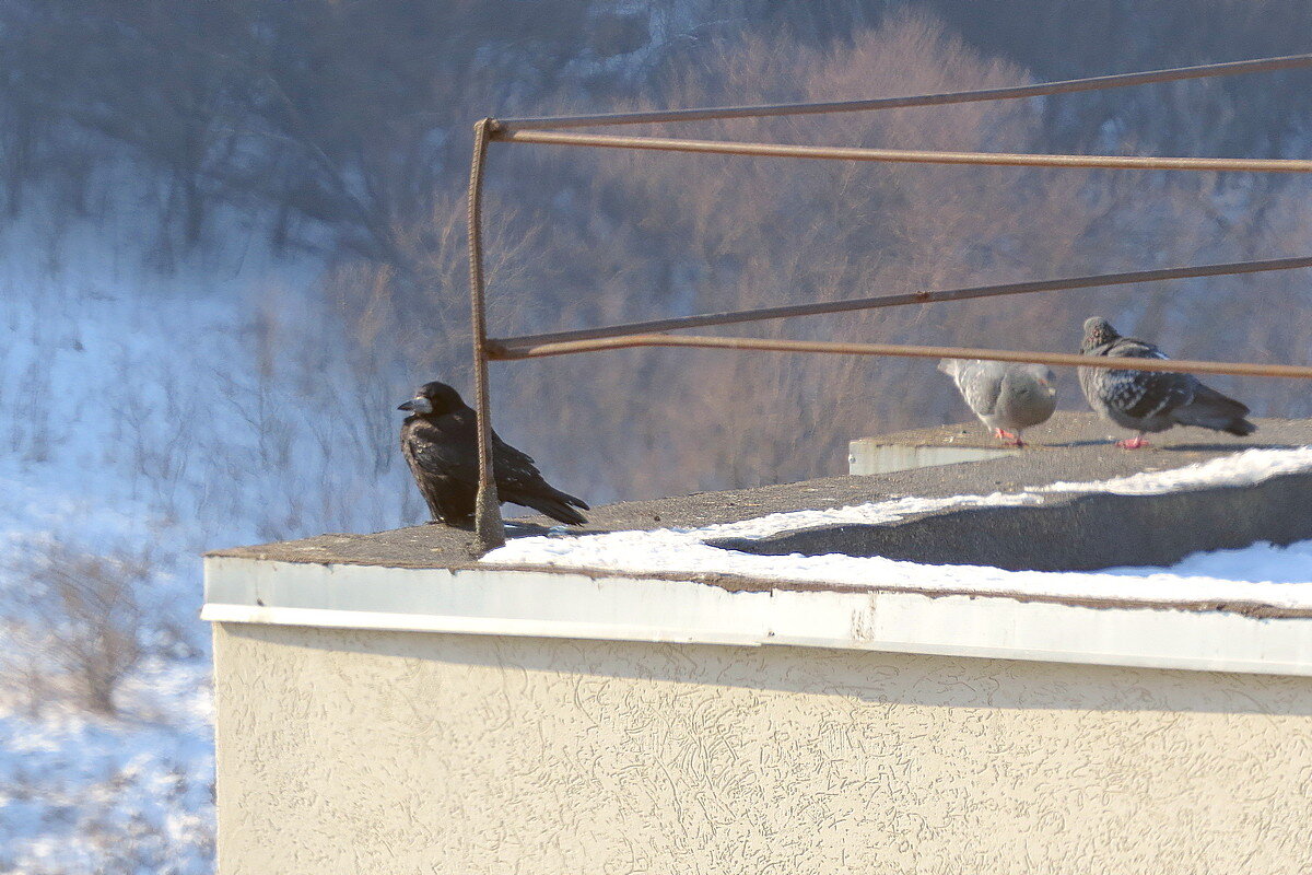 Солнечные ванны - Сеня Белгородский