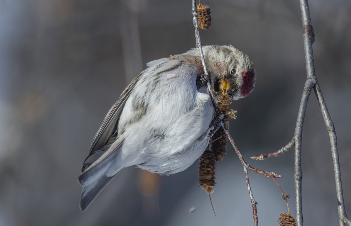 чечетка - юрий макаров