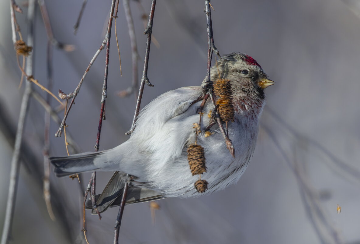 чечетка - юрий макаров