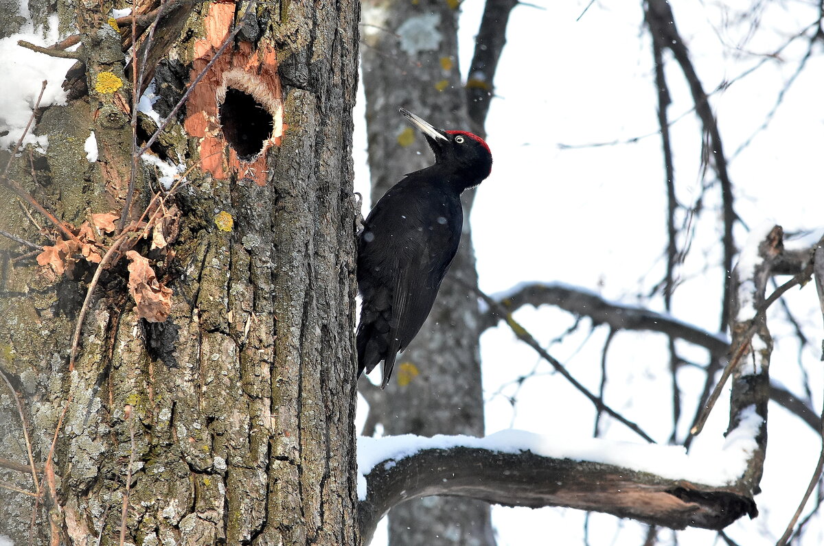 Желна - Алексей . Желна - Алексей .