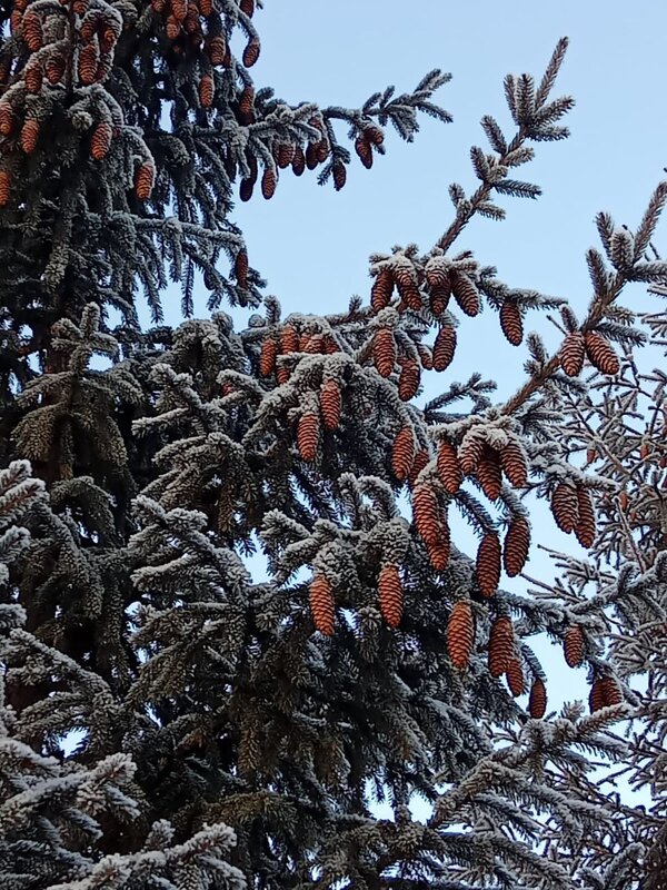Зимняя красота! - Нина Акарцева 