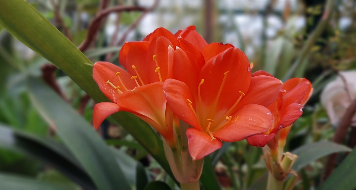 Кливия зацвела - ИРЭН@ . Кливия зацвела - ИРЭН@ .