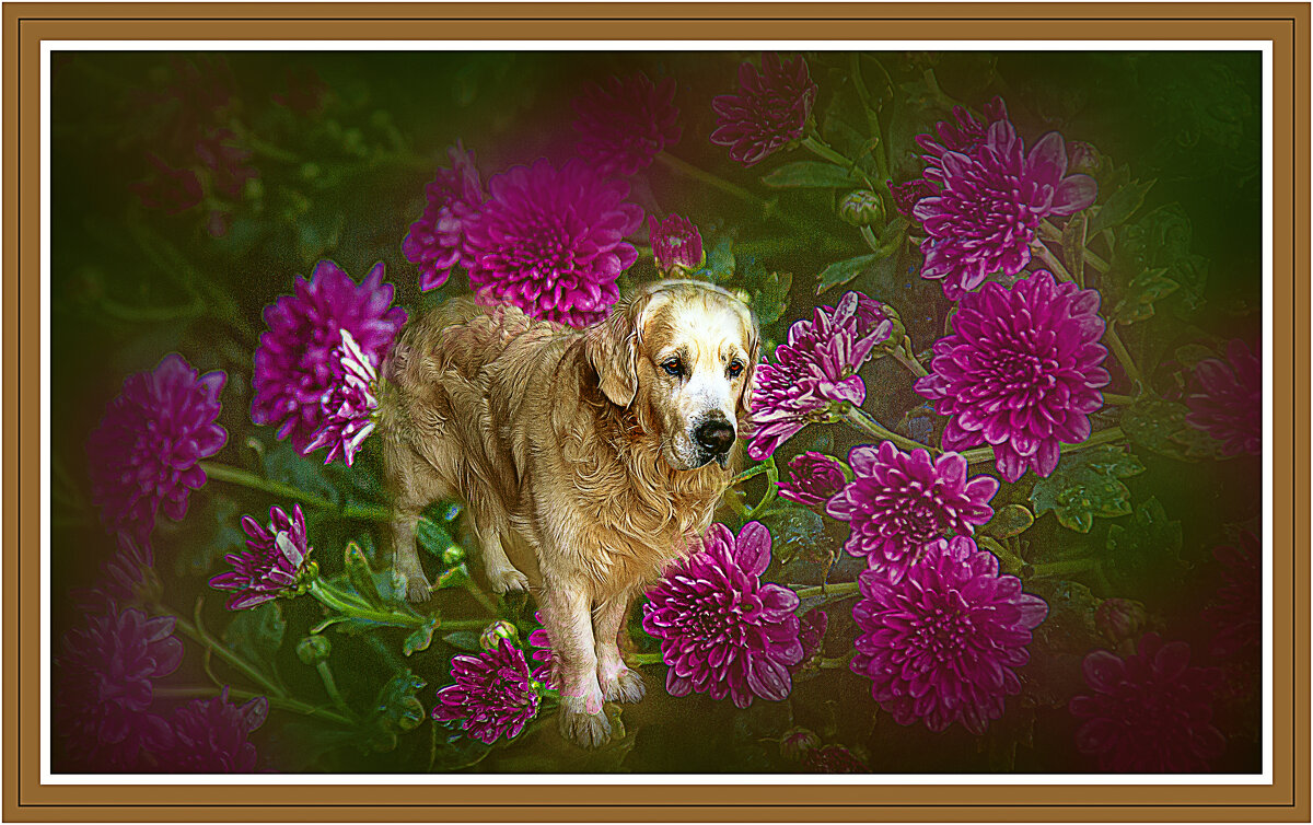 Любитель цветов - Владимир Кроливец Любитель цветов - Владимир Кроливец