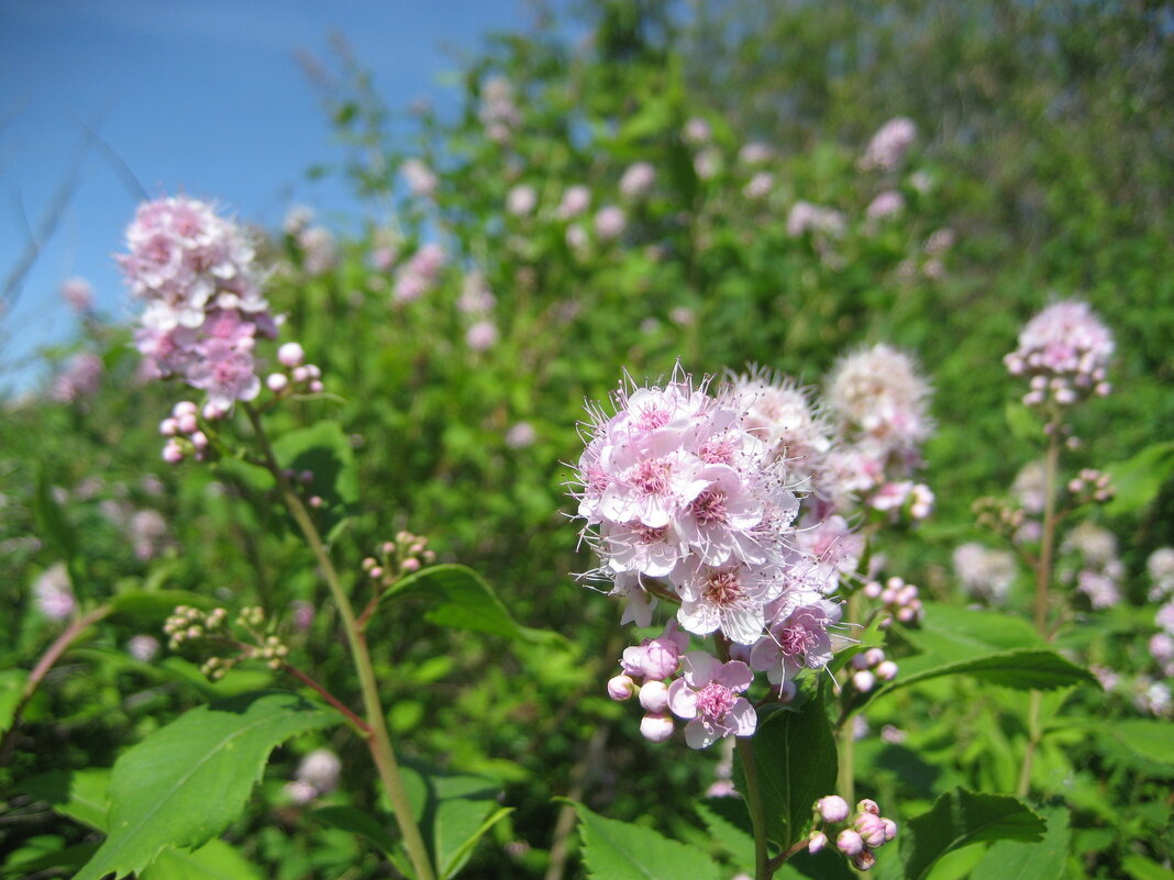 Спирея - Anna Ivanova