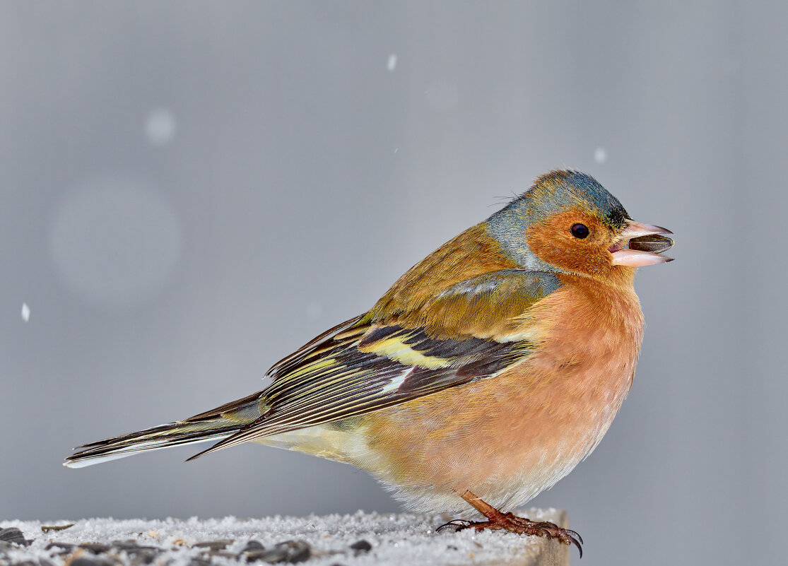 Зяблик - Александр Посошенко Зяблик - Александр Посошенко