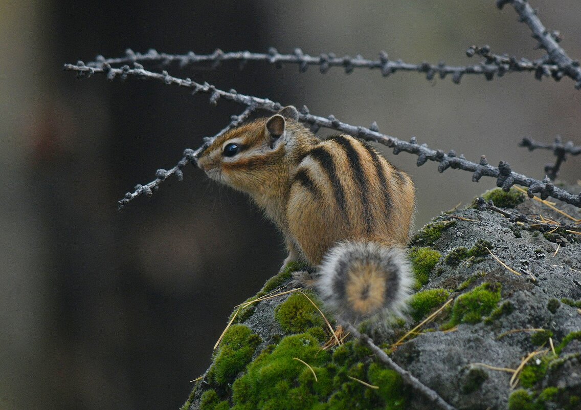 Стеснительный бурундук - Сергей Шаврин Стеснительный бурундук - Сергей Шаврин