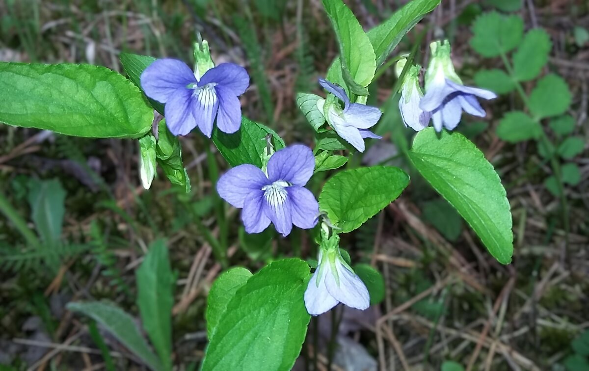 ***лесные фиалки*** - Olga Oskolkova ***лесные фиалки*** - Olga Oskolkova