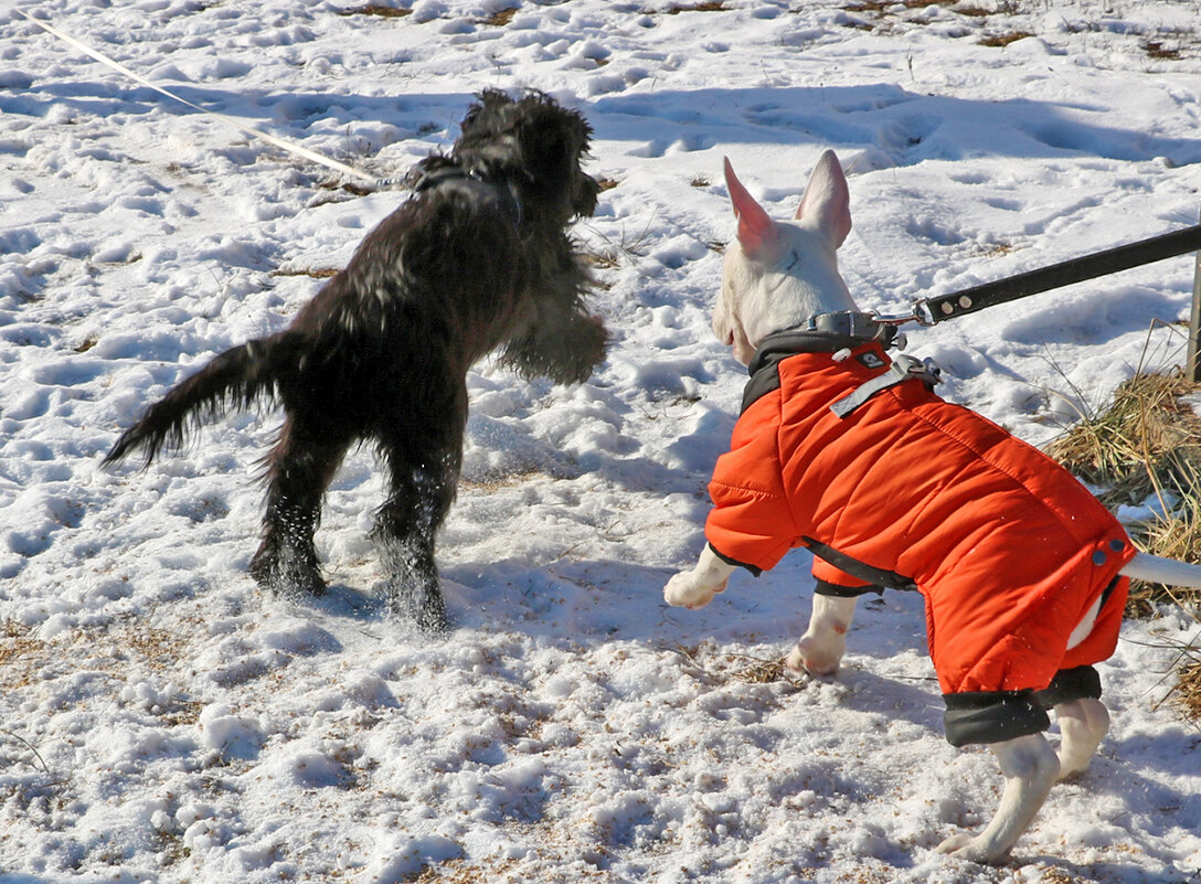 Собачьи забавы - Светлана 