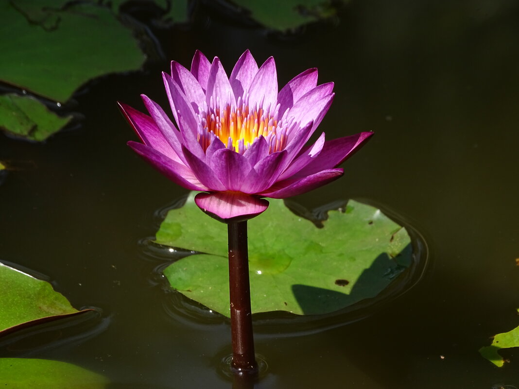 Лотос - Павел Трунцев