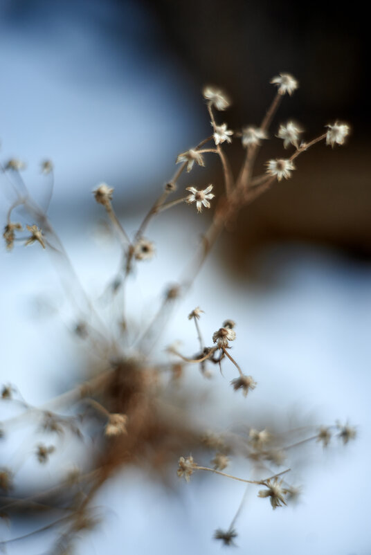 февральские растения - Александр Леонов