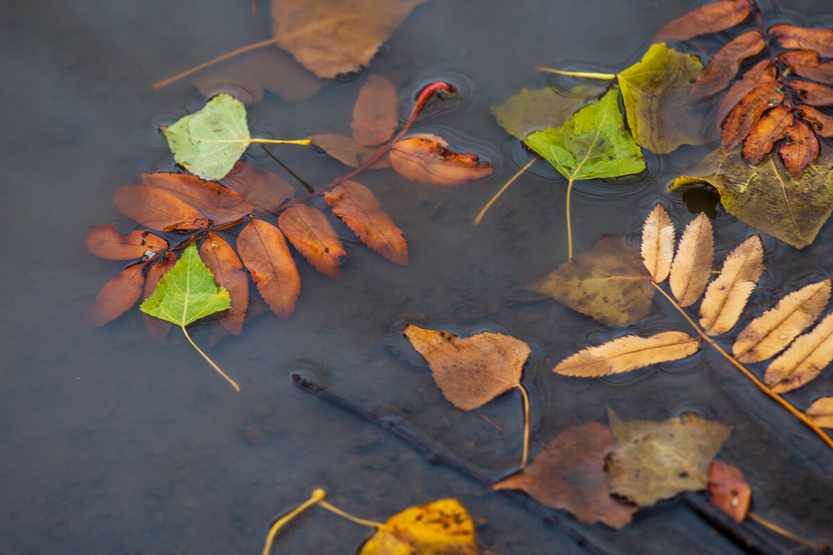 листья в лужи - Александр Леонов листья в лужи - Александр Леонов
