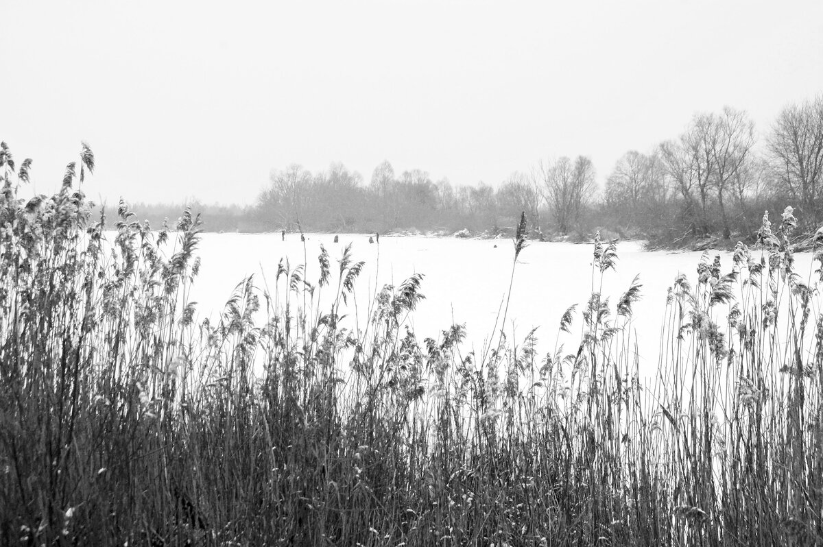 Зима в чёрно-белых тонах - Елена Пономарева Зима в чёрно-белых тонах - Елена Пономарева