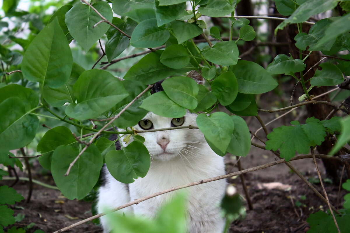 ... - Александр Кольцов