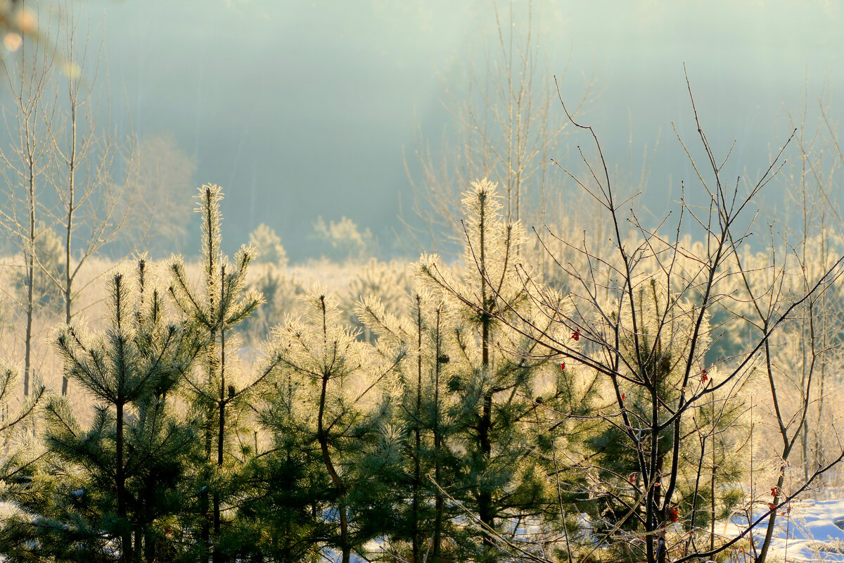 февраль. сегодняшнее утро 2 - Александр Прокудин февраль. сегодняшнее утро 2 - Александр Прокудин