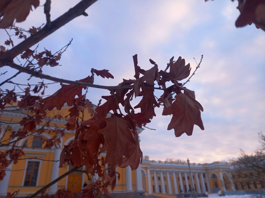 Дуб - Сапсан 