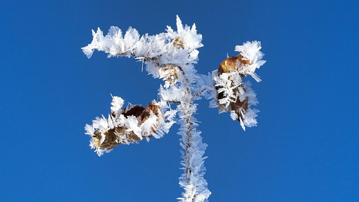 Природное творчество. - Милешкин Владимир Алексеевич 