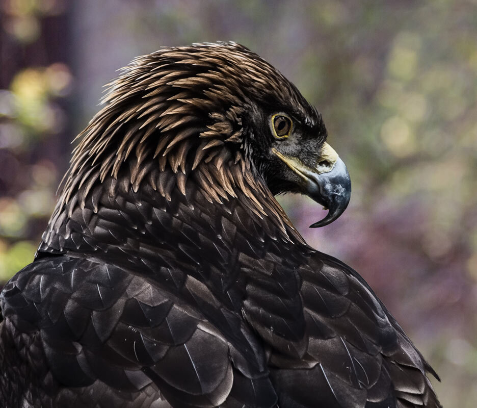 Беркут - SanSan 