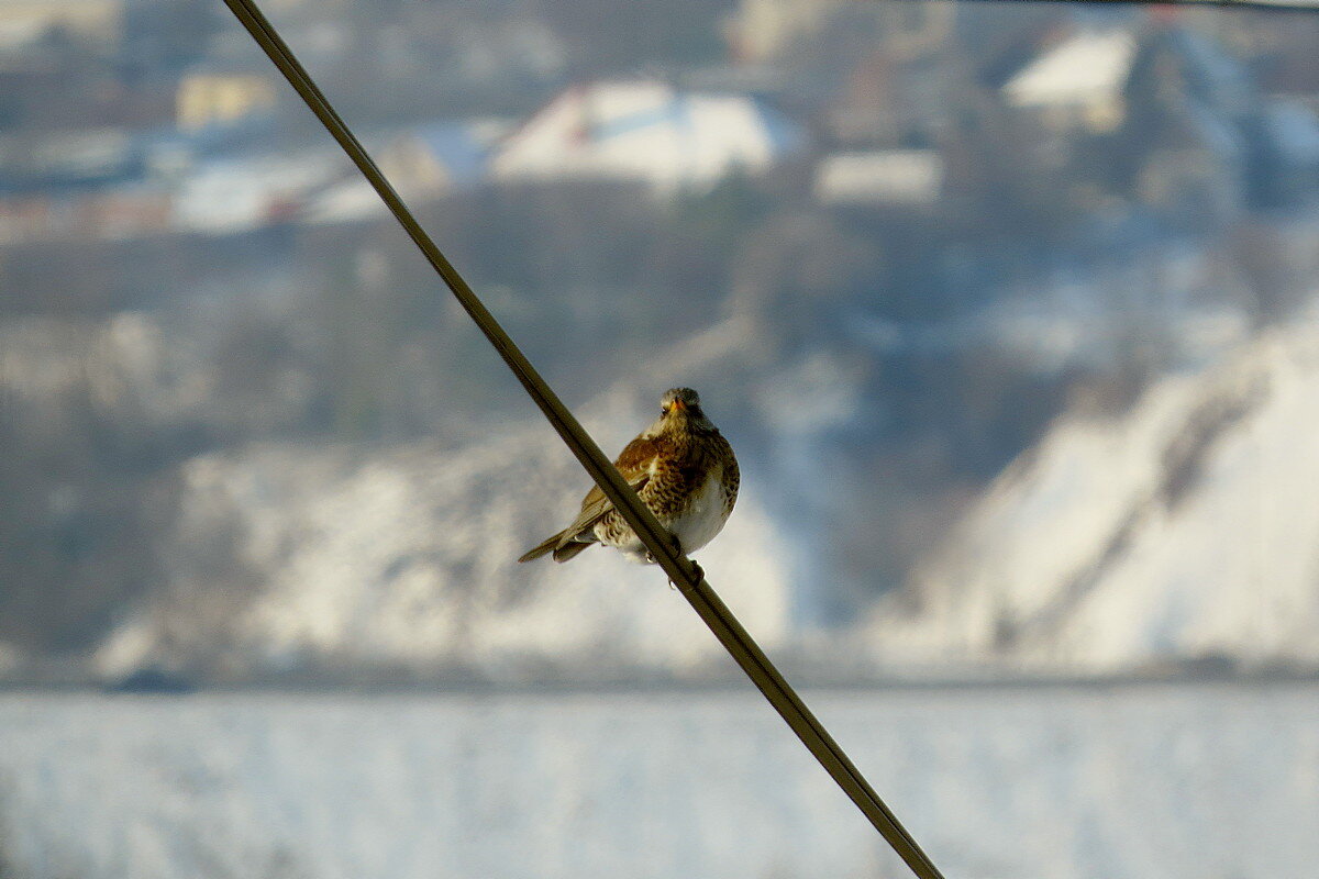 Дрозд рябинник - Сеня Белгородский Дрозд рябинник - Сеня Белгородский