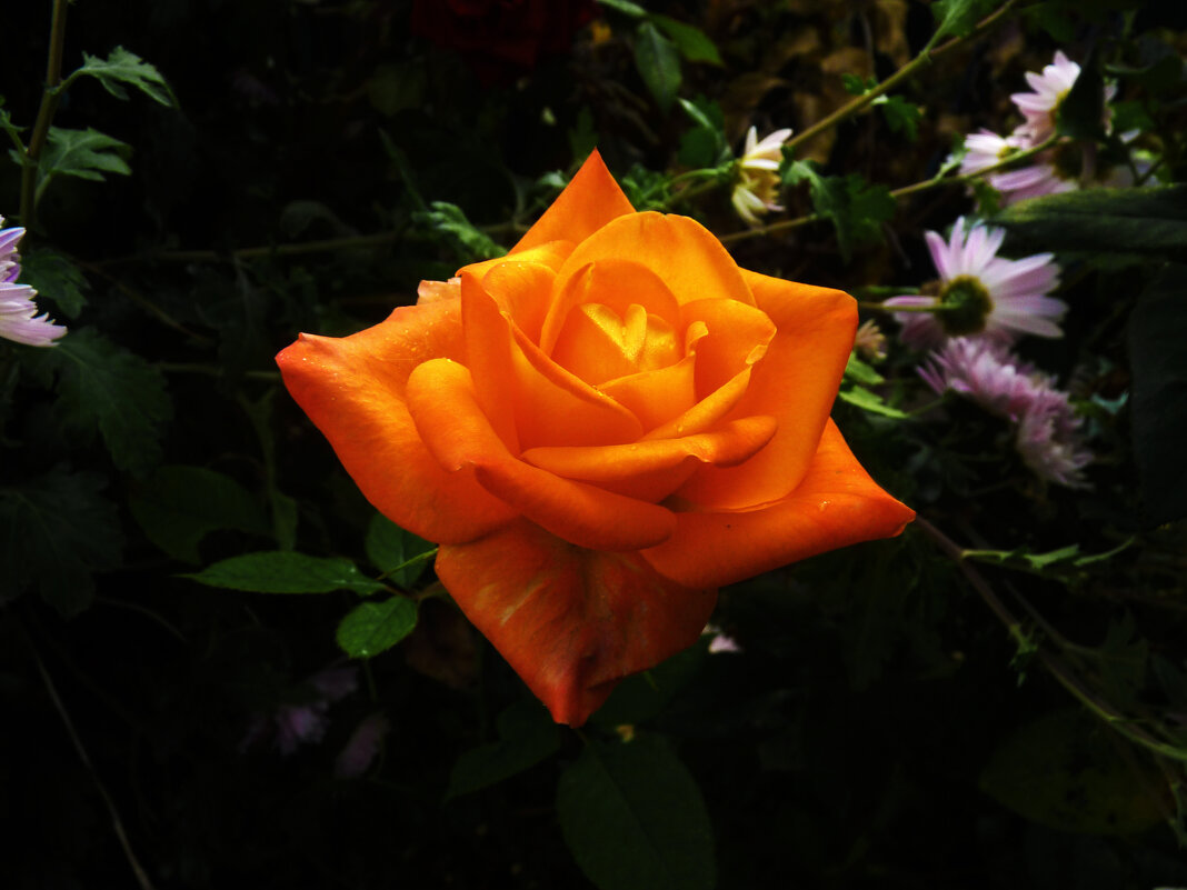 Оранжевая роза - Валентин Семчишин Оранжевая роза - Валентин Семчишин