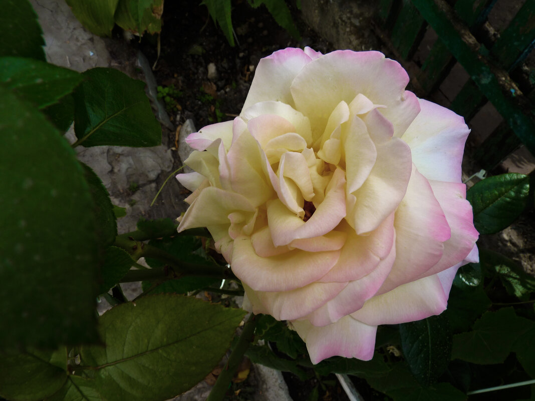 Глория  Дей - Валентин Семчишин