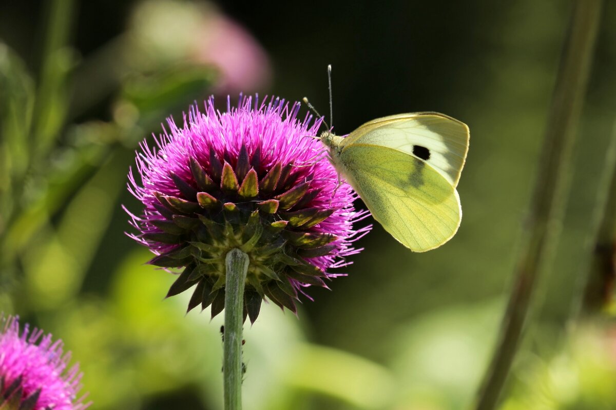 Доброе утро - Юрий. Шмаков