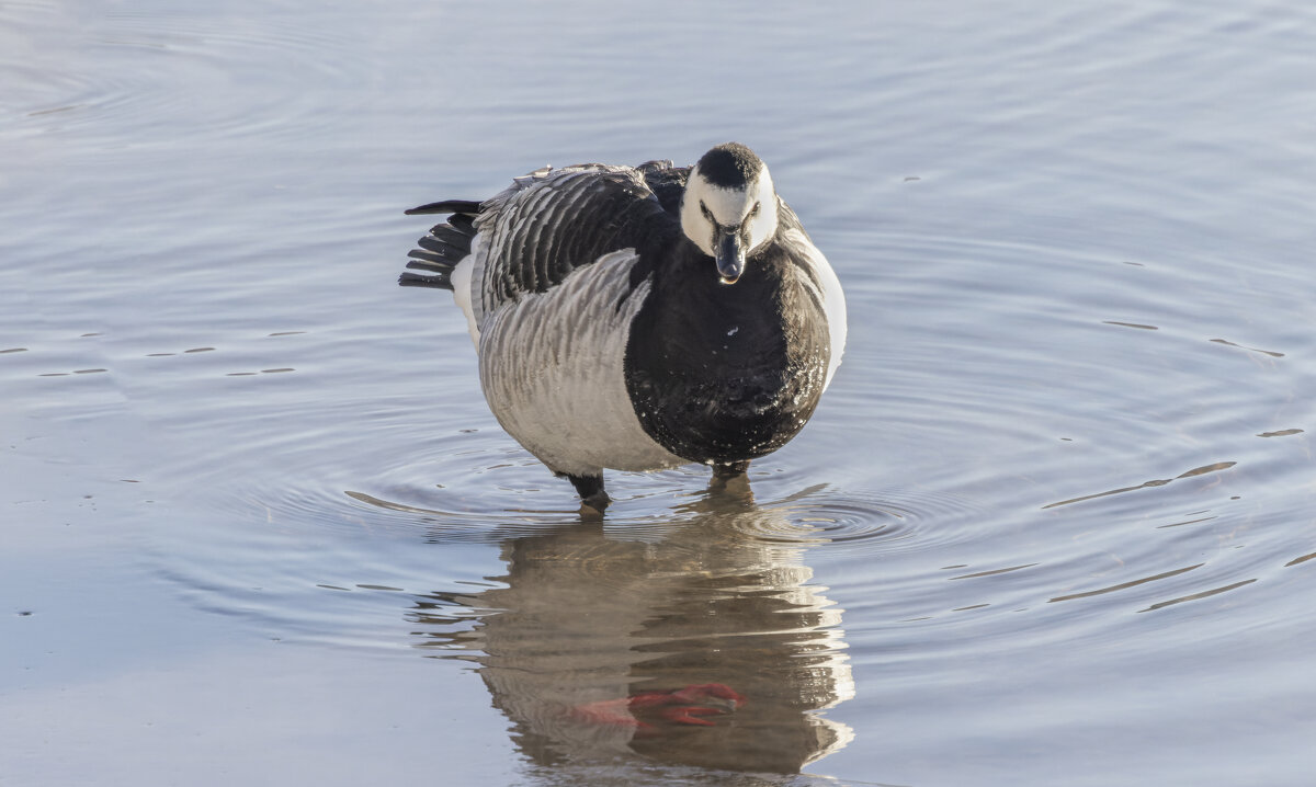 казарка - юрий макаров