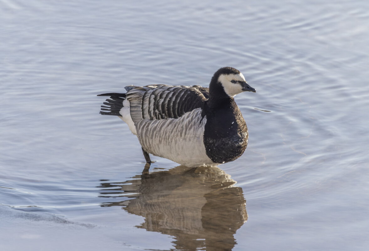 казарка - юрий макаров казарка - юрий макаров