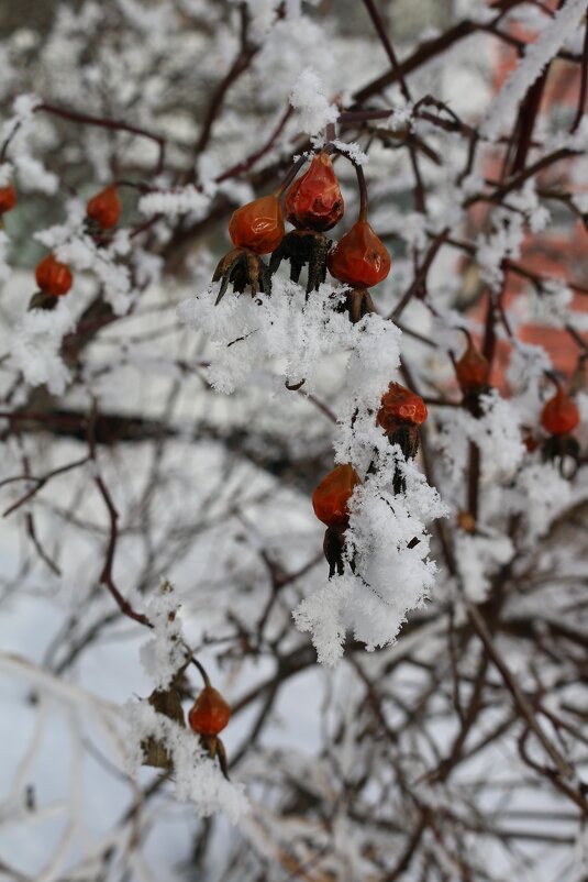 Зимние гирлянды - Ольга Зимние гирлянды - Ольга