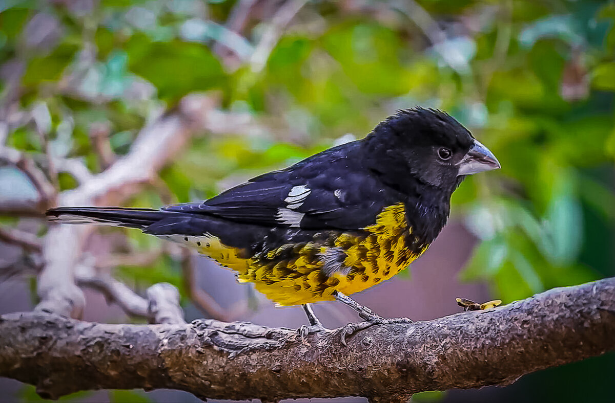 Арчовый дубонос - Aleksey Afonin Арчовый дубонос - Aleksey Afonin