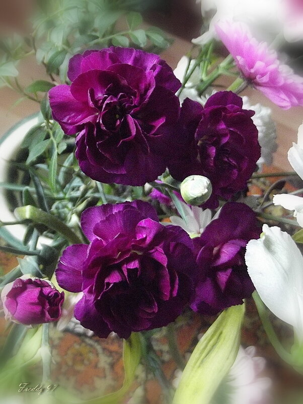 Махровые гвоздики - Freddy 97