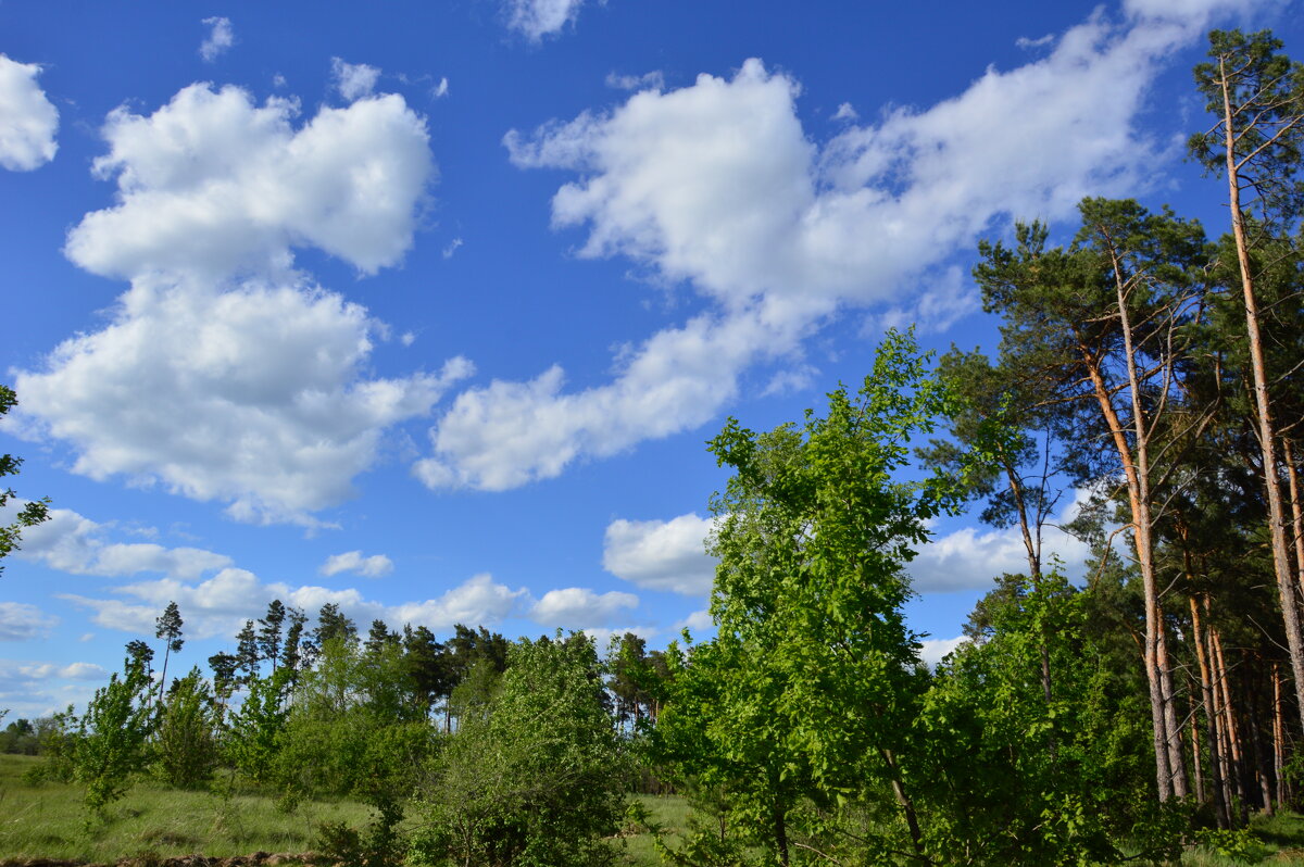 Весна. - Виктор 