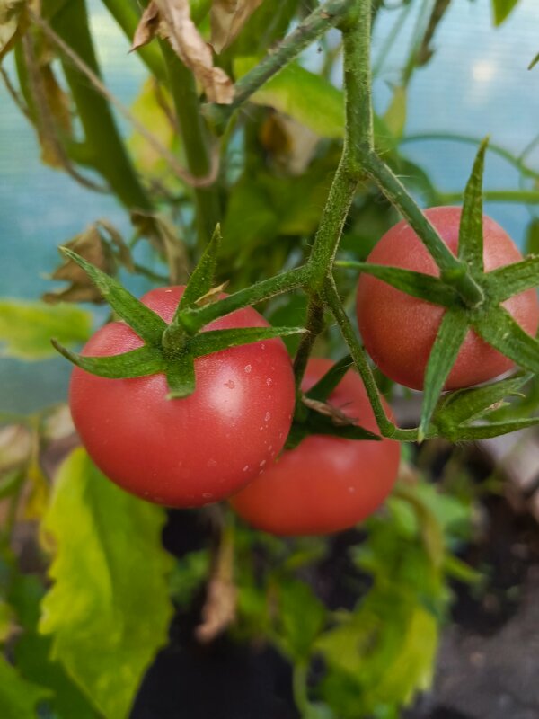 Томаты - Татьяна Пальчикова